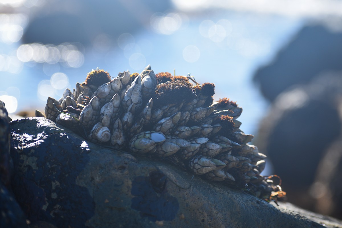 Goose Barnacle - ML656176577