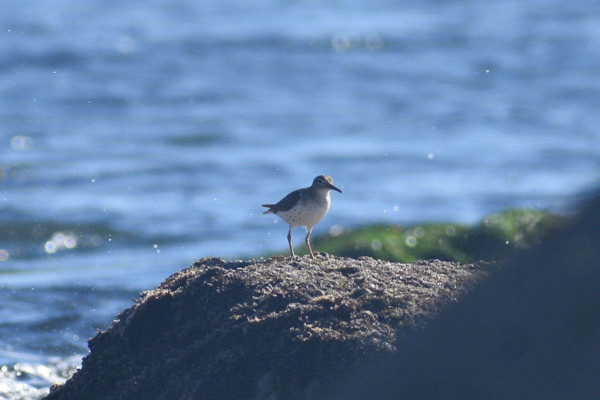 Spotted Sandpiper - ML656176578