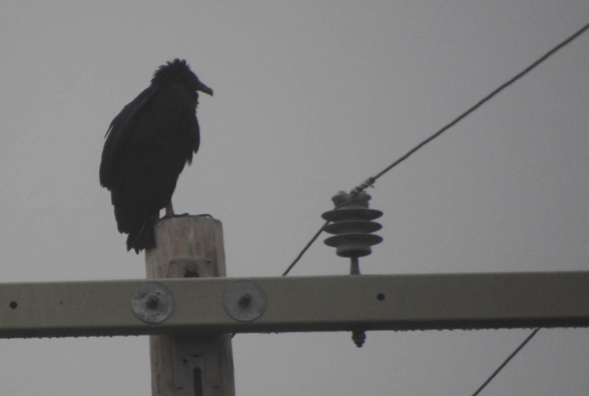 Black Vulture - ML656178421