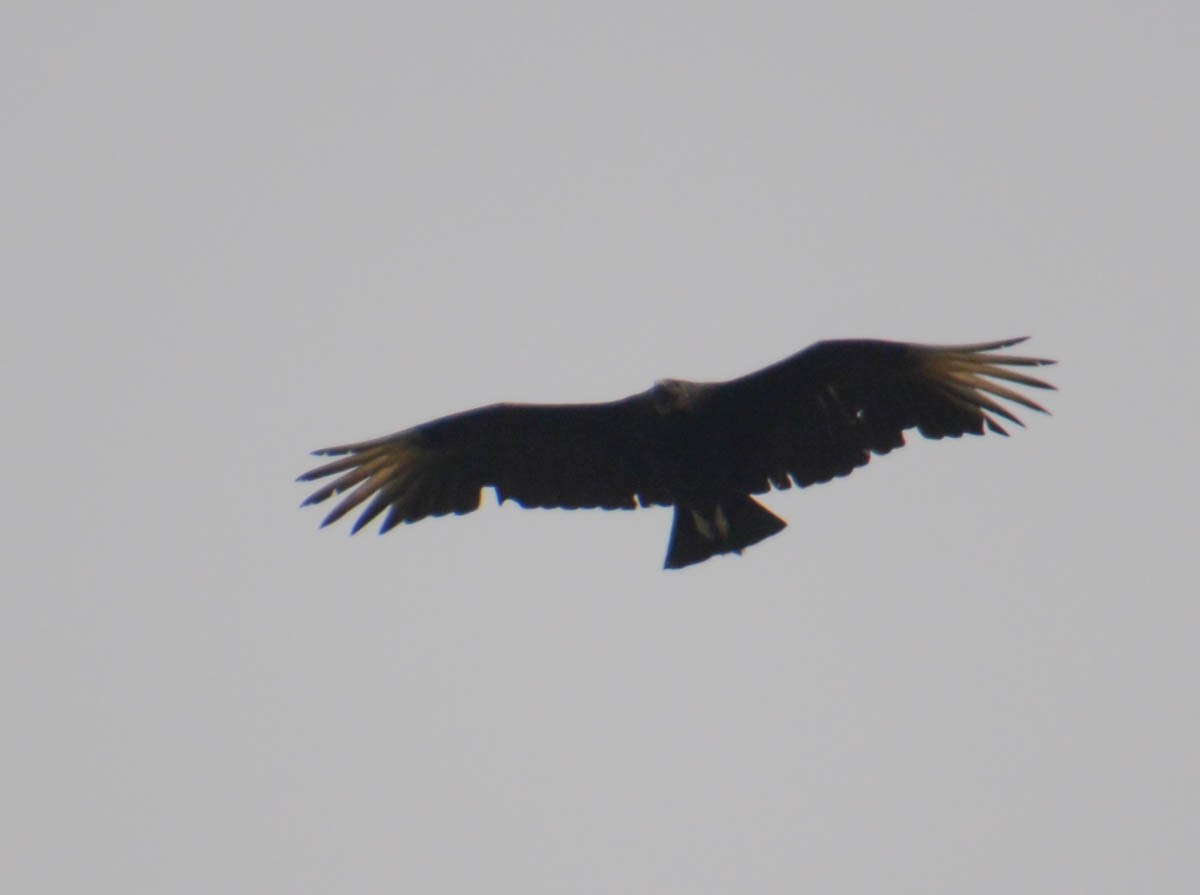 Black Vulture - ML656178423
