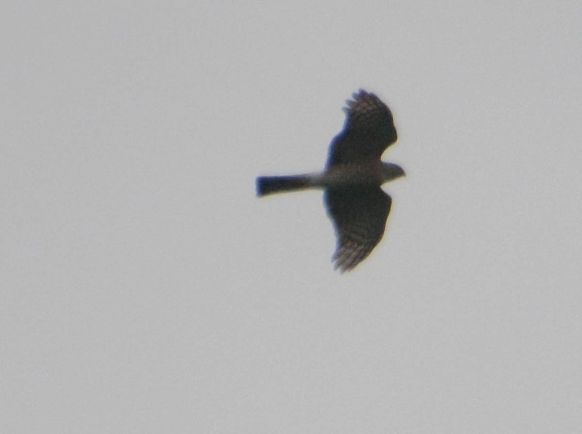 Sharp-shinned Hawk - ML656178431