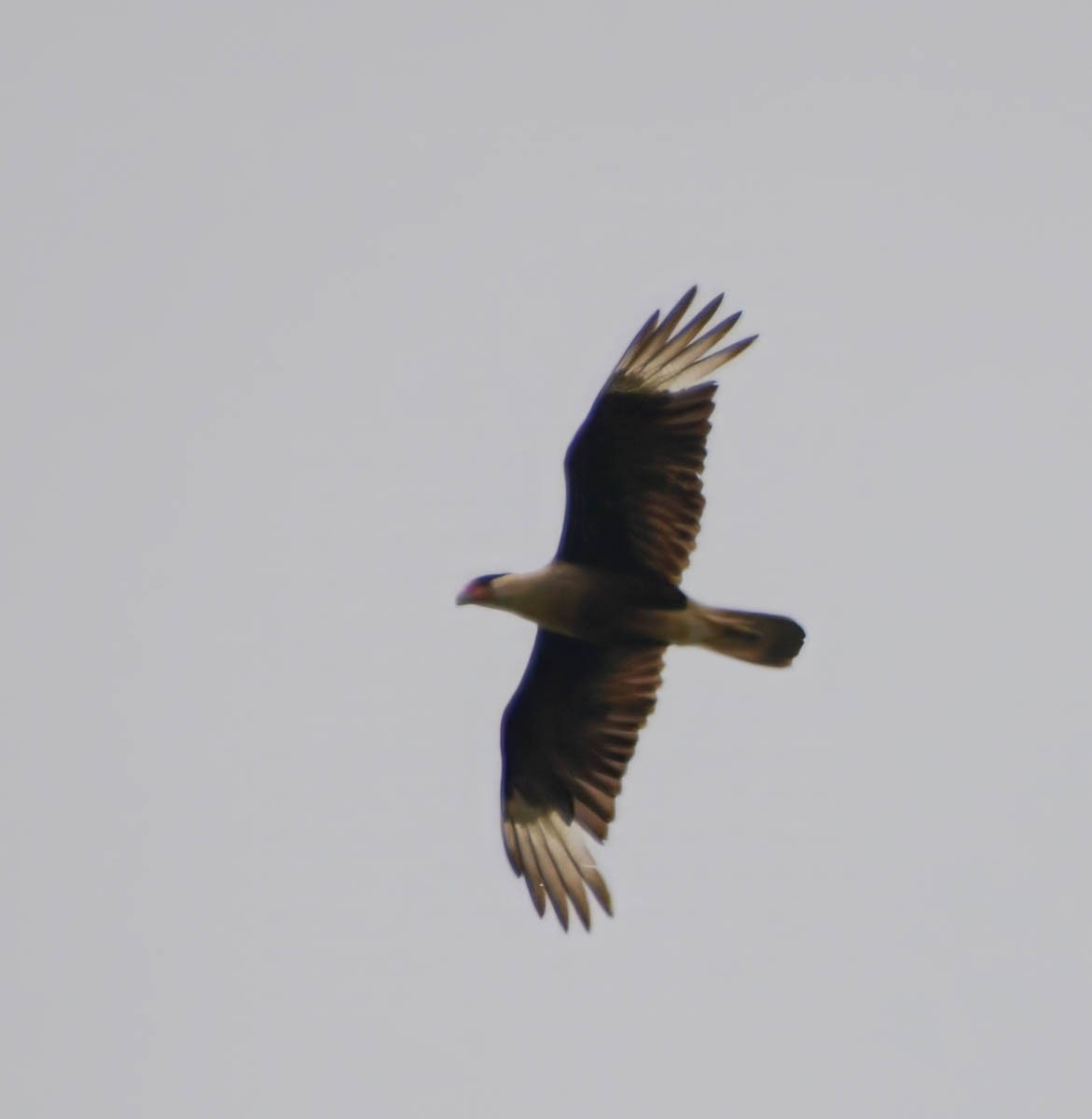 Crested Caracara - ML656178433