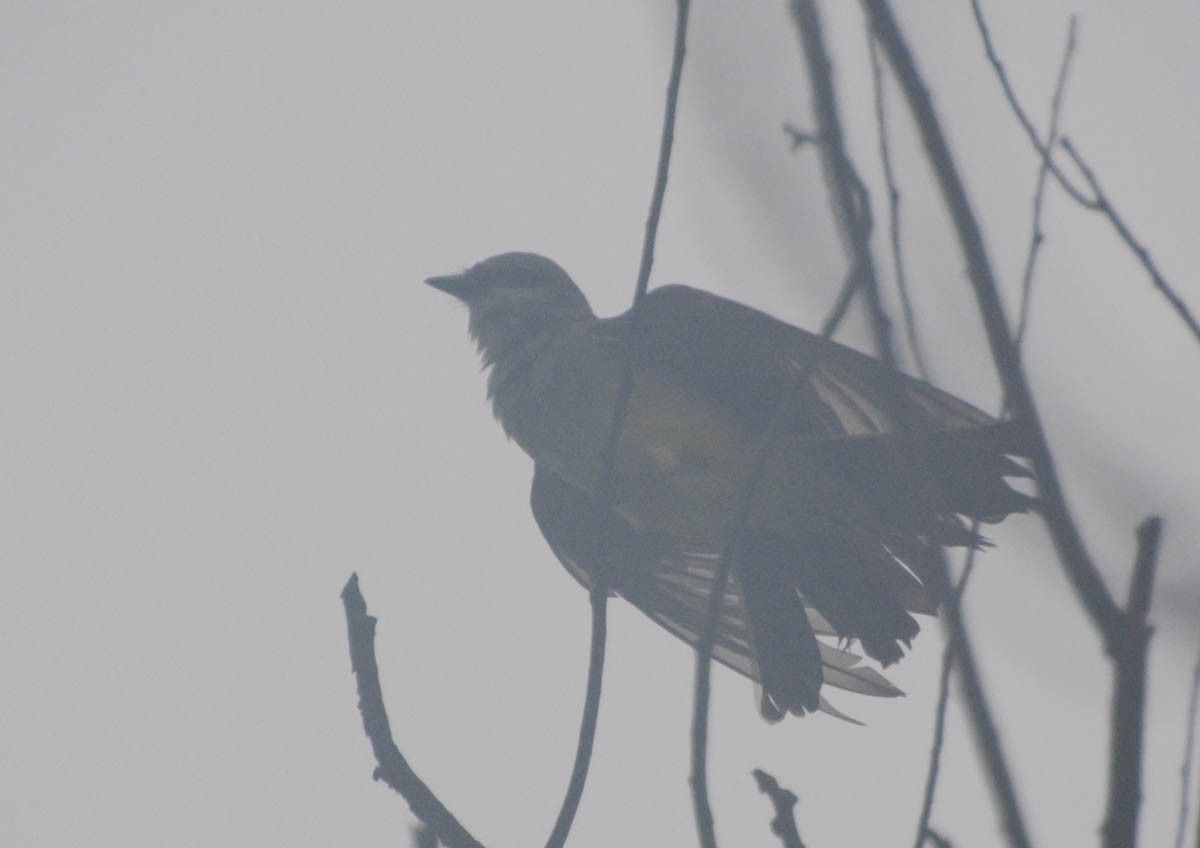 Western Kingbird - ML656178446