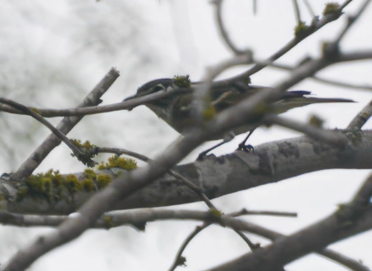 Blue-headed Vireo - ML656178449