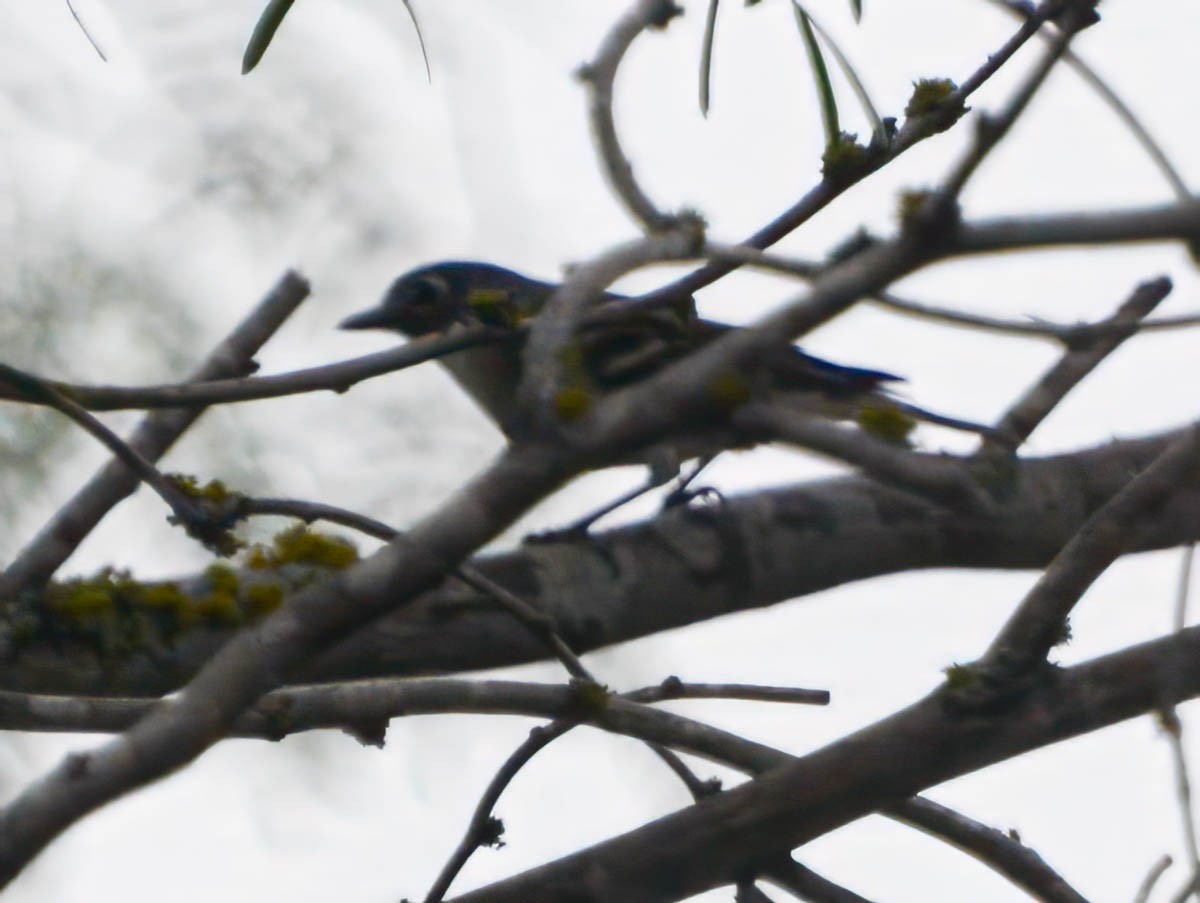 Blue-headed Vireo - ML656178450
