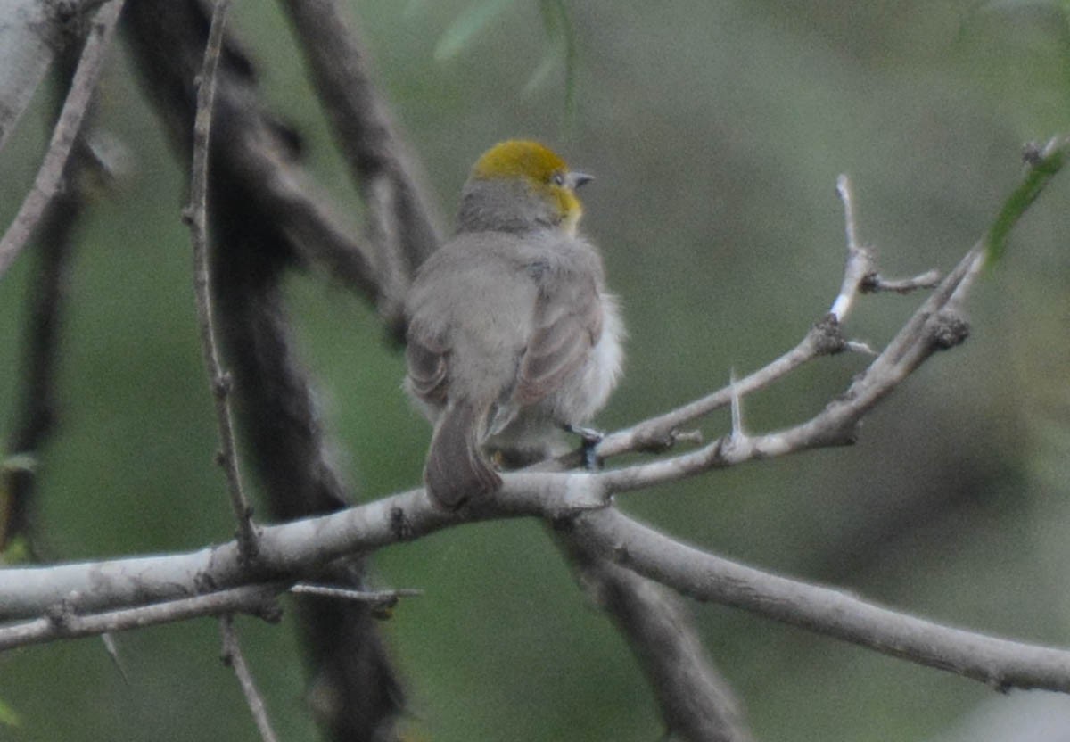 Verdin - ML656178452