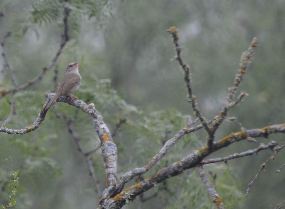 Olive Sparrow - ML656178455