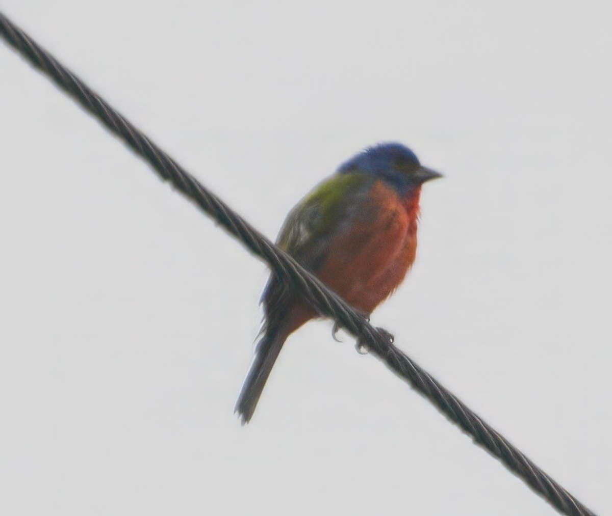 Painted Bunting - ML656178460