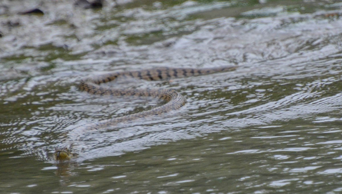 Diamondback Watersnake - ML656178468