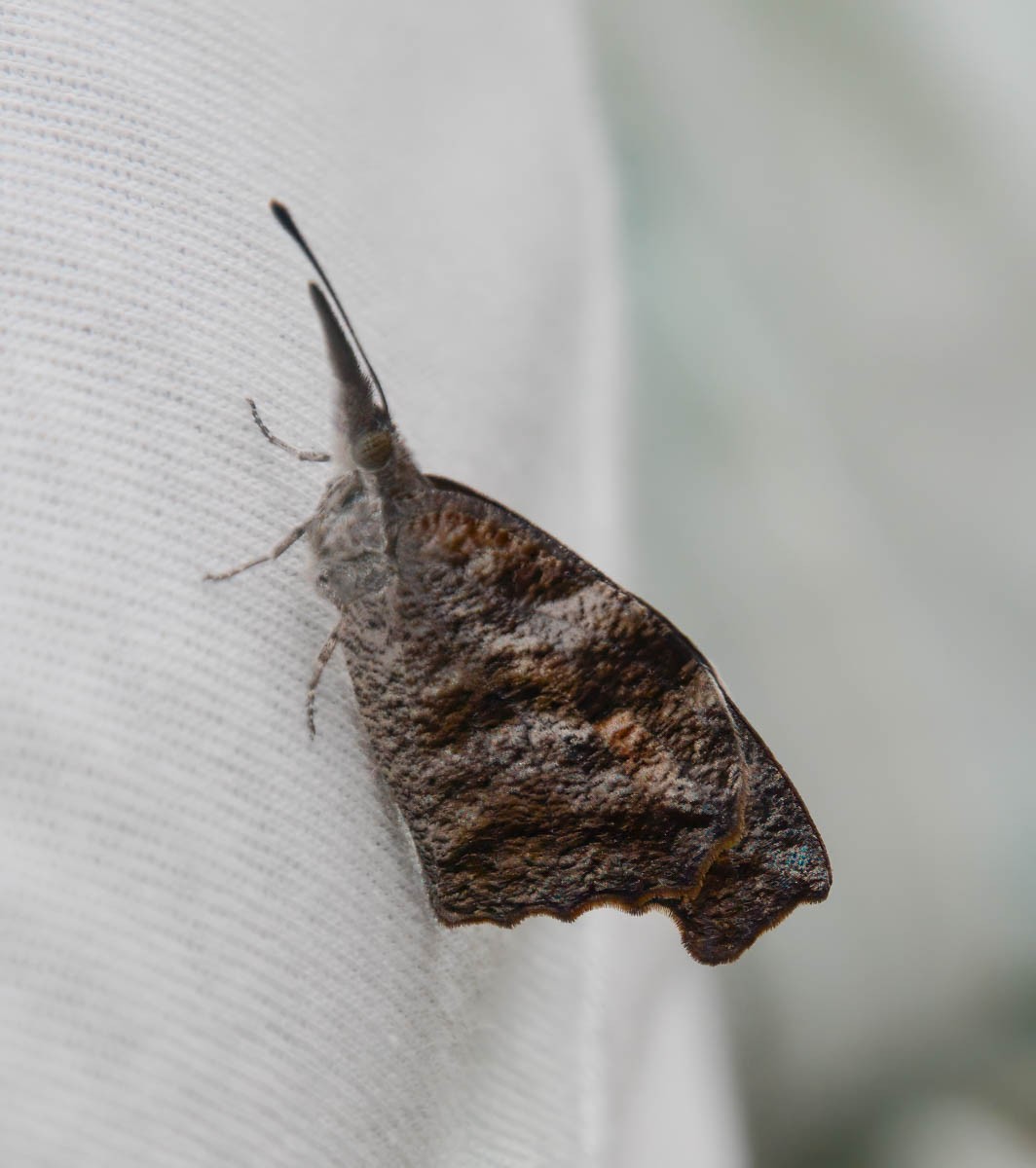 American Snout - ML656178473