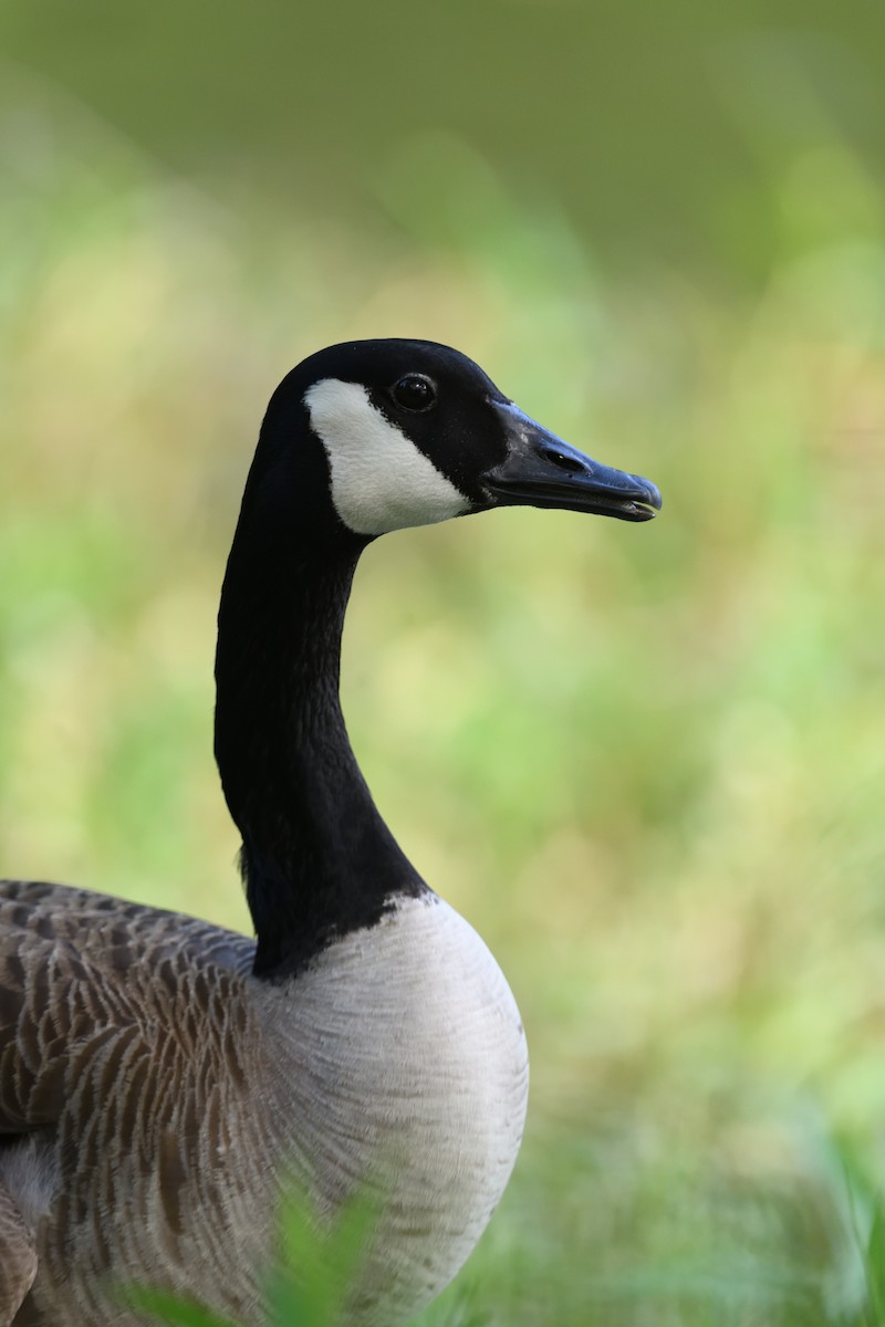 Branta kanadar handia - ML656179123