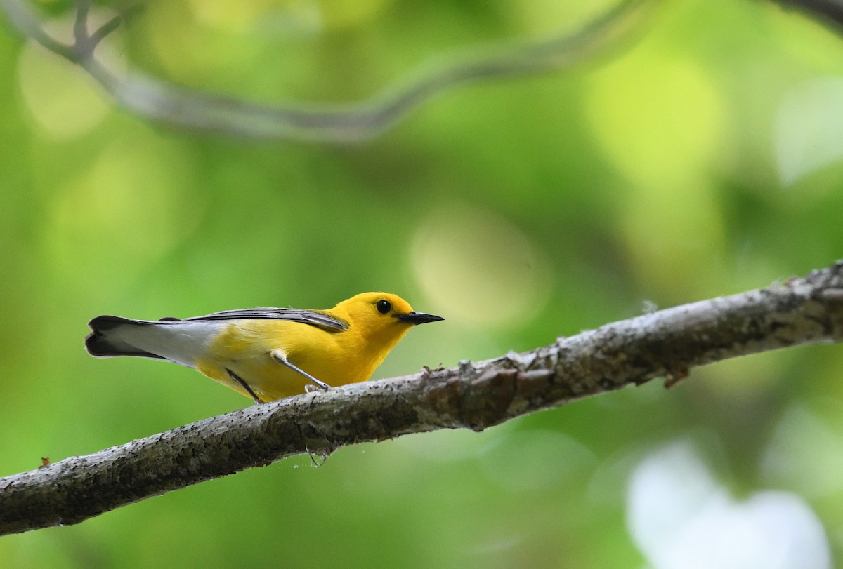 Prothonotary Warbler - ML656179127