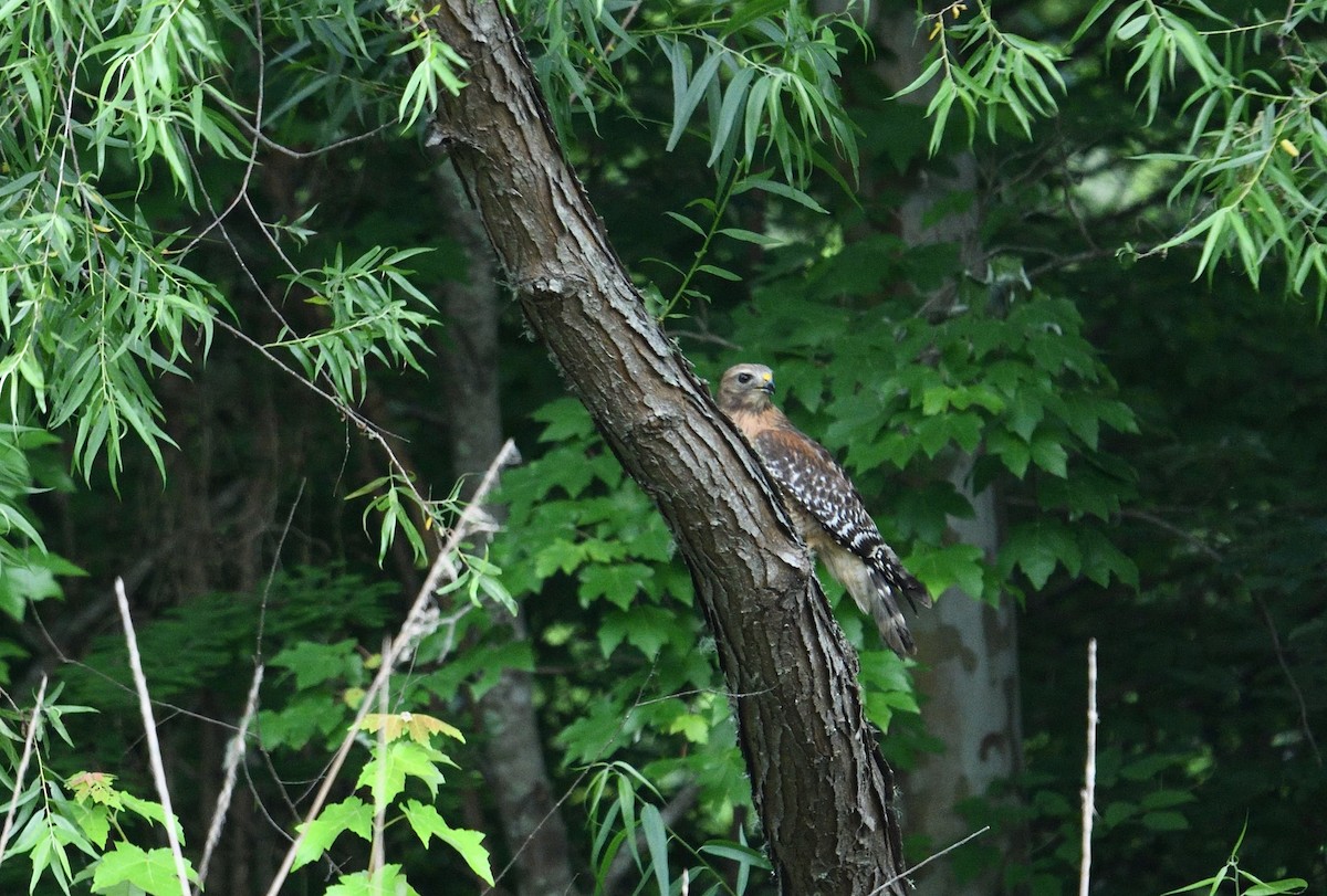 Red-shouldered Hawk - ML656179145
