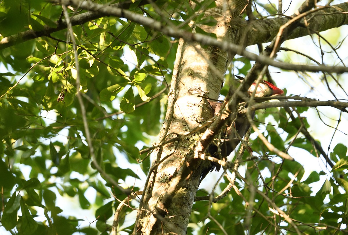 Pileated Woodpecker - ML656179155