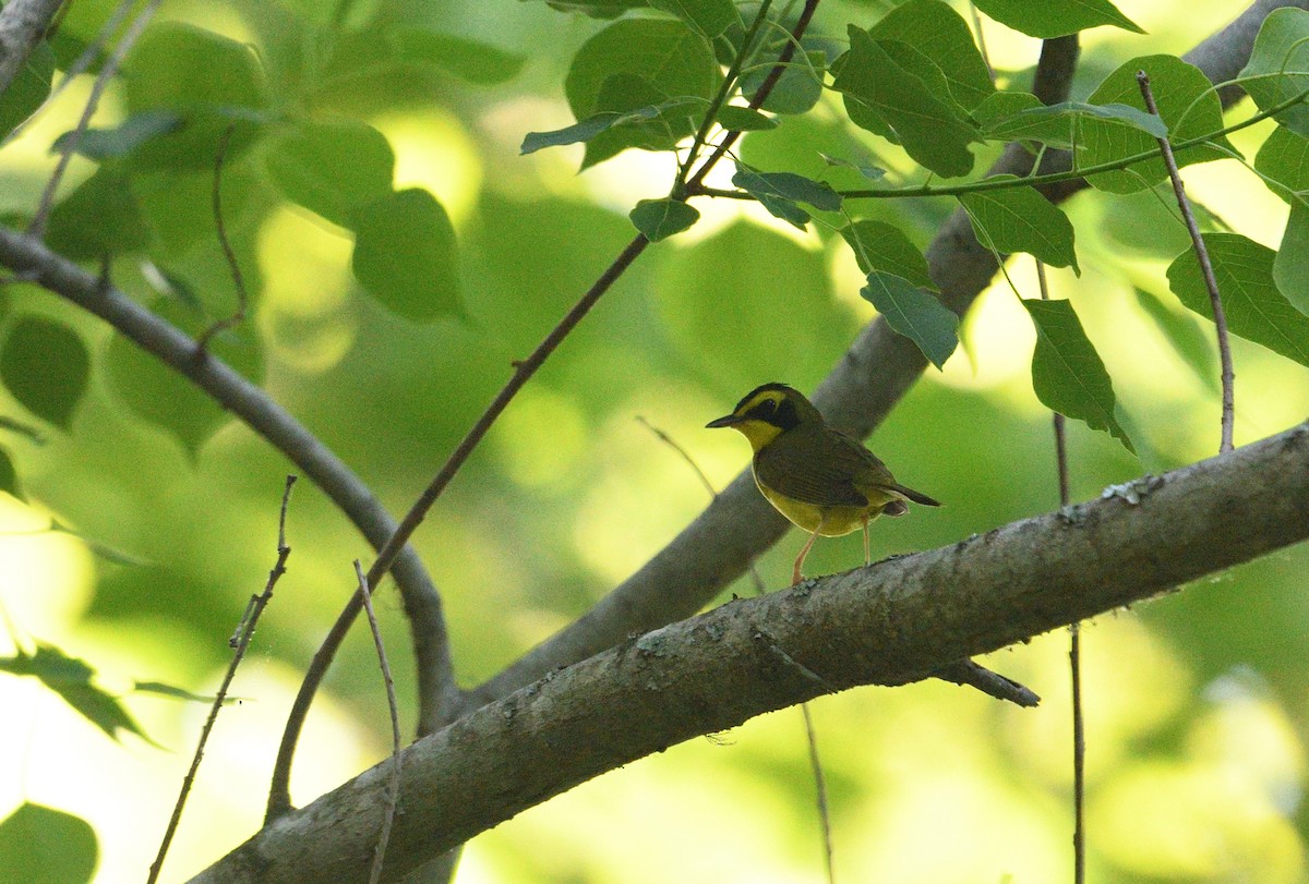 Kentucky Warbler - ML656179160