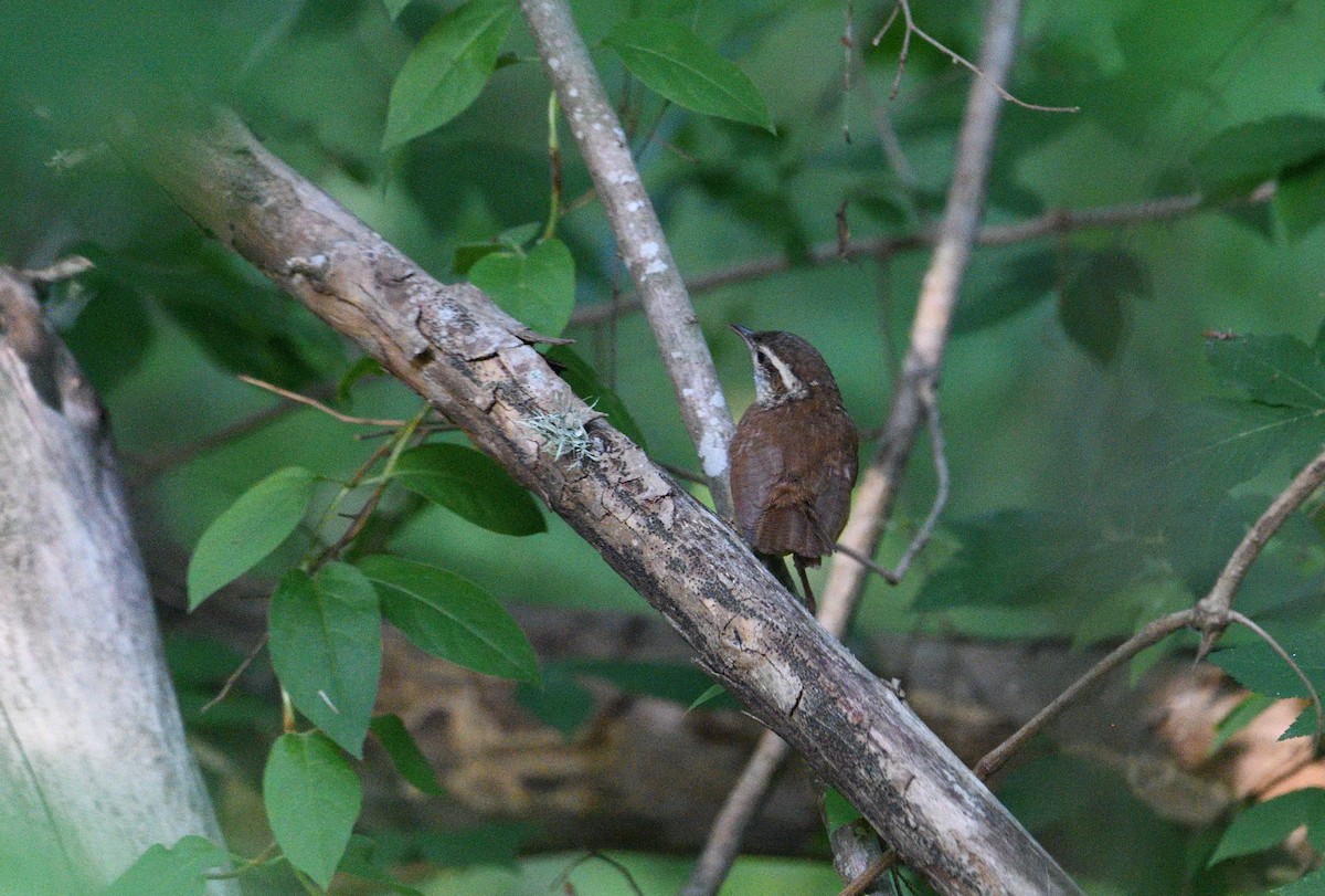 Carolina Wren - ML656179163