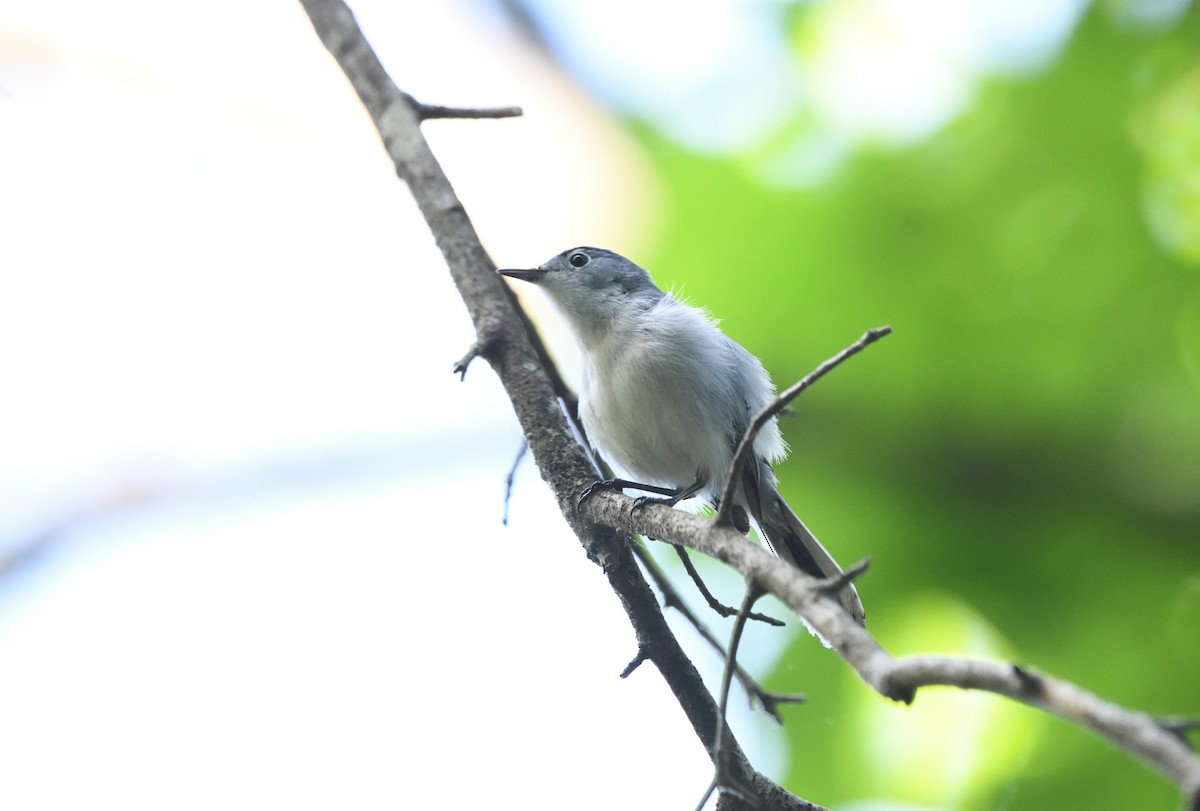 Blue-gray Gnatcatcher - ML656179164