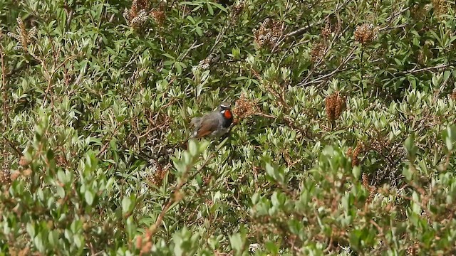 Chinese Rubythroat - ML656179203