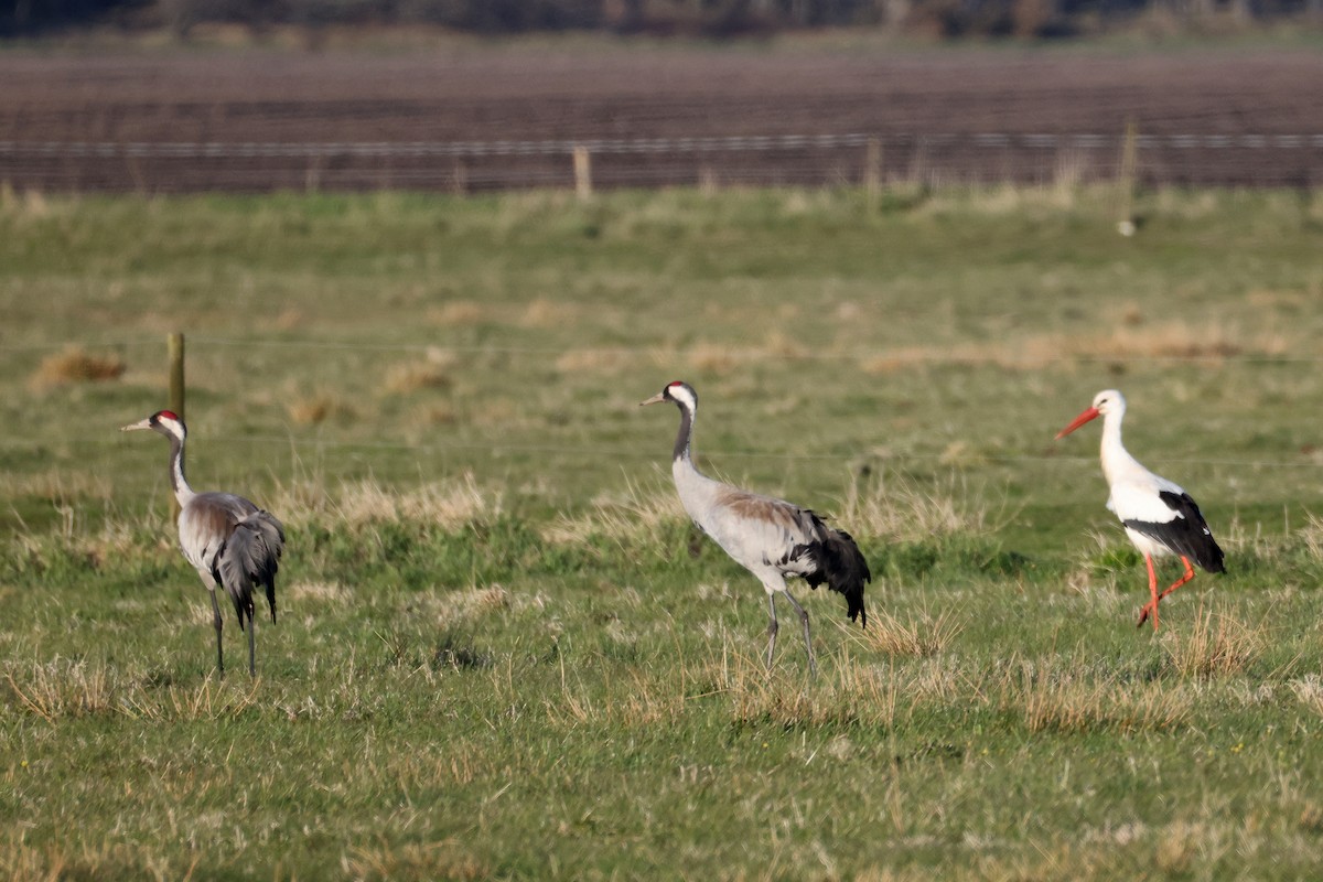 White Stork - ML656179250