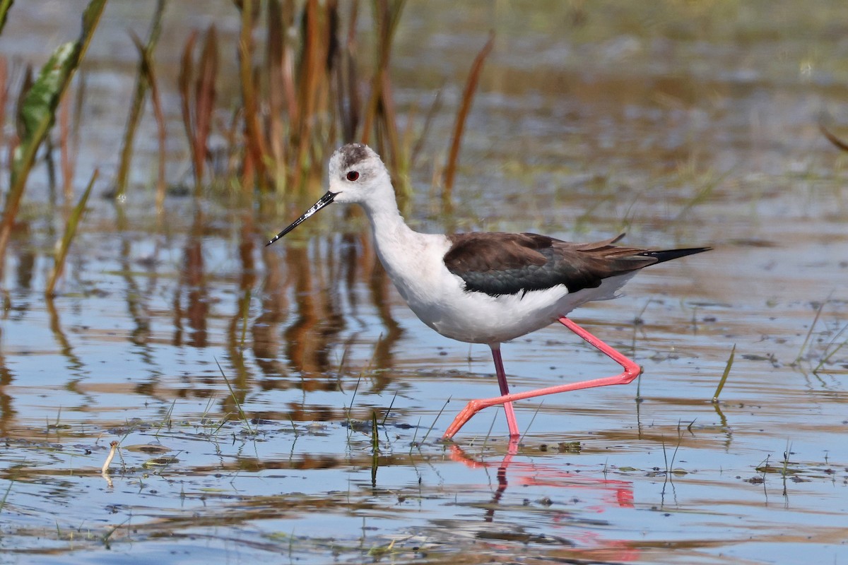 Black-winged Stilt - ML656179849