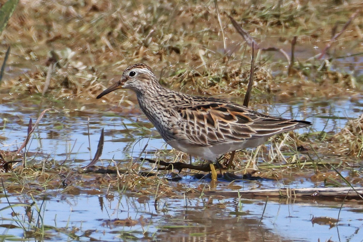 Pectoral Sandpiper - ML656179852