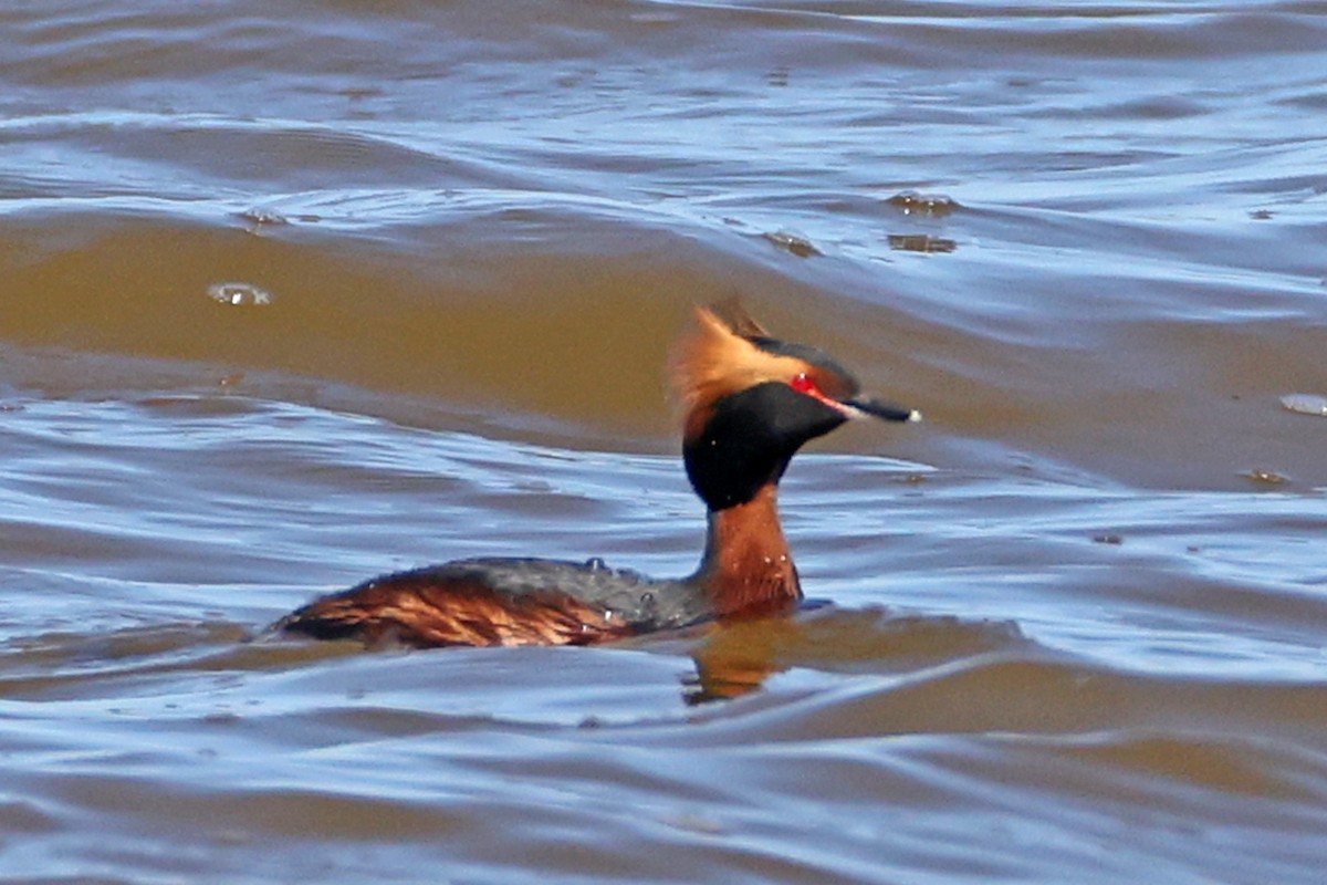 Horned Grebe - ML656179869