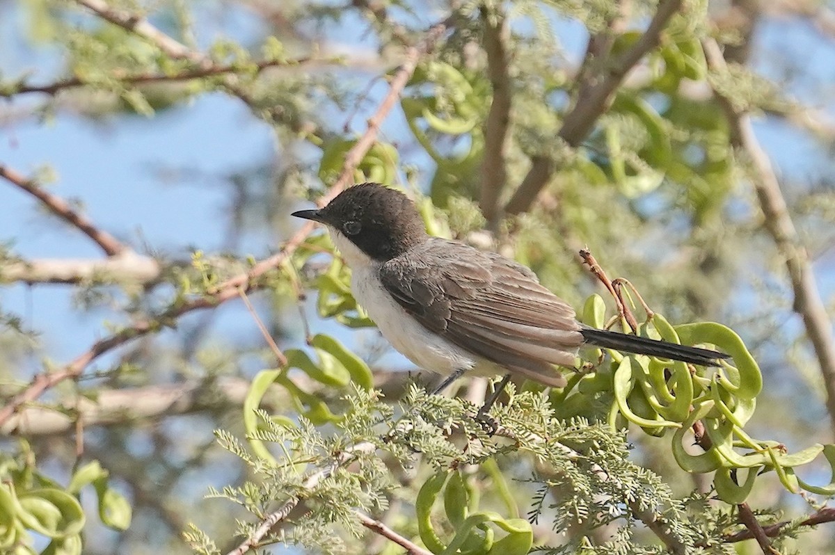 Arabian Warbler - ML656179938