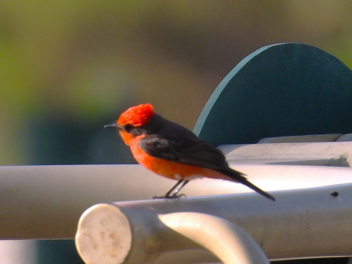 Vermilion Flycatcher - ML656180516
