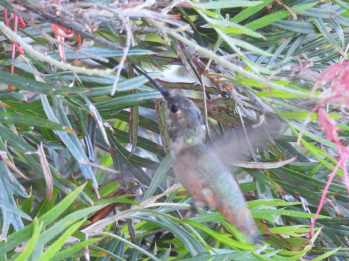 Allen's Hummingbird - ML656180518