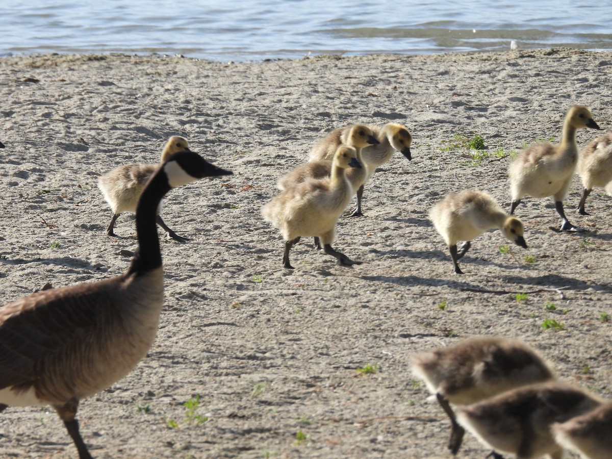 Canada Goose - ML656180519