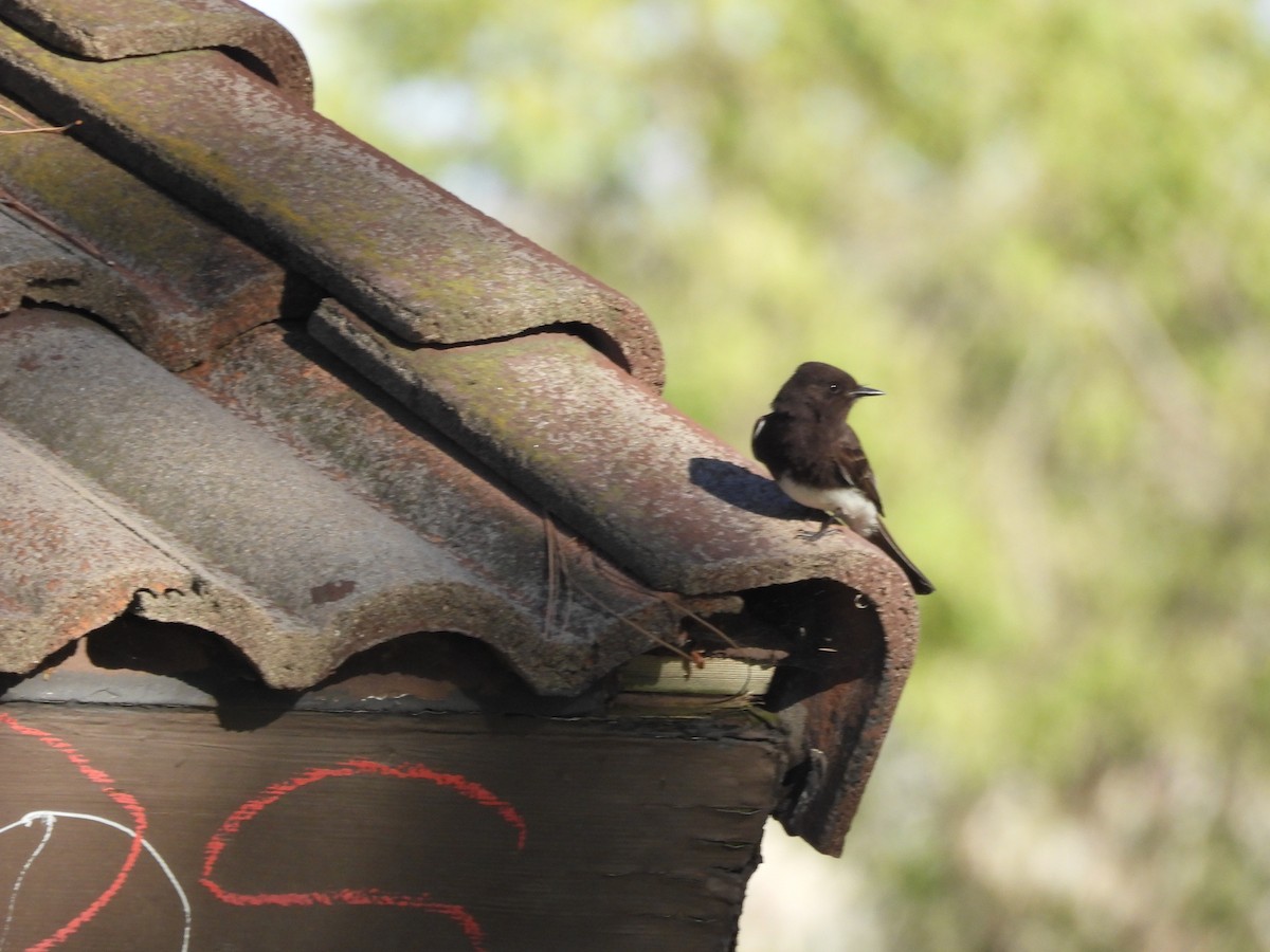 Black Phoebe - ML656180520