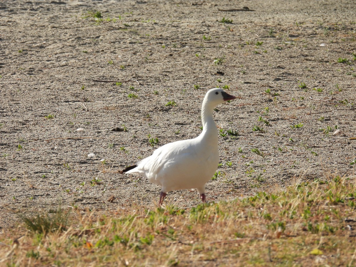 Ross's Goose - ML656180521