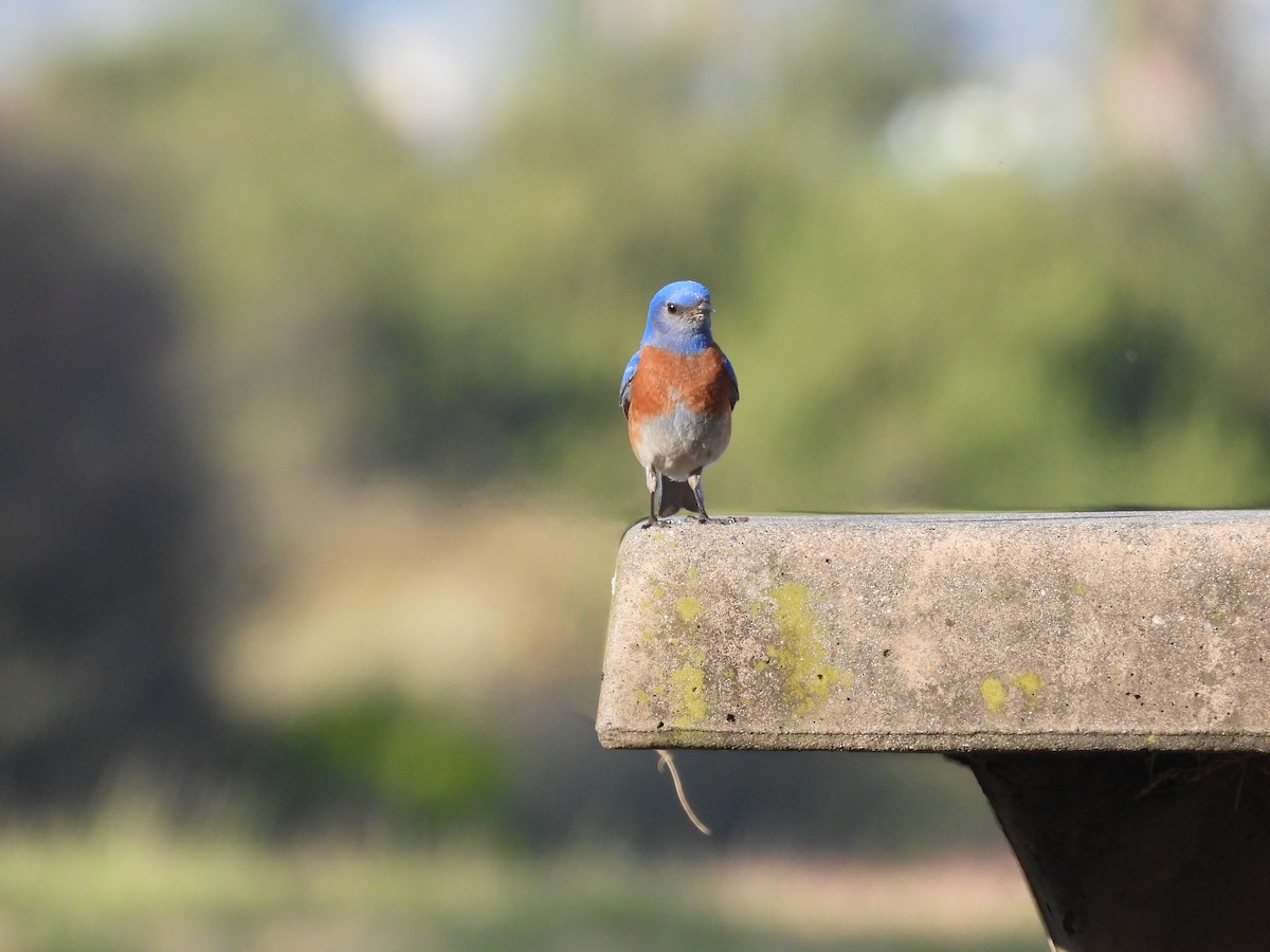 Western Bluebird - ML656180522