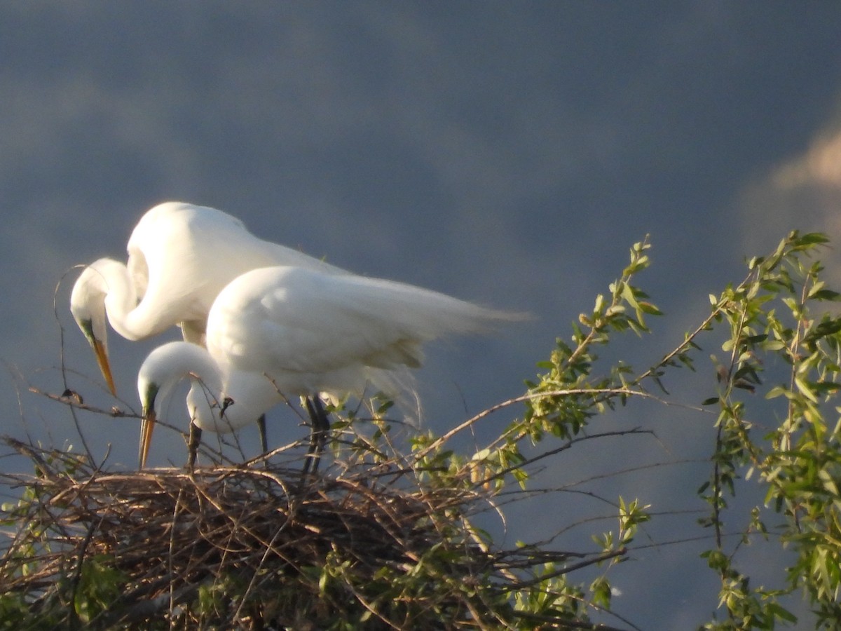 Great Egret - ML656180523