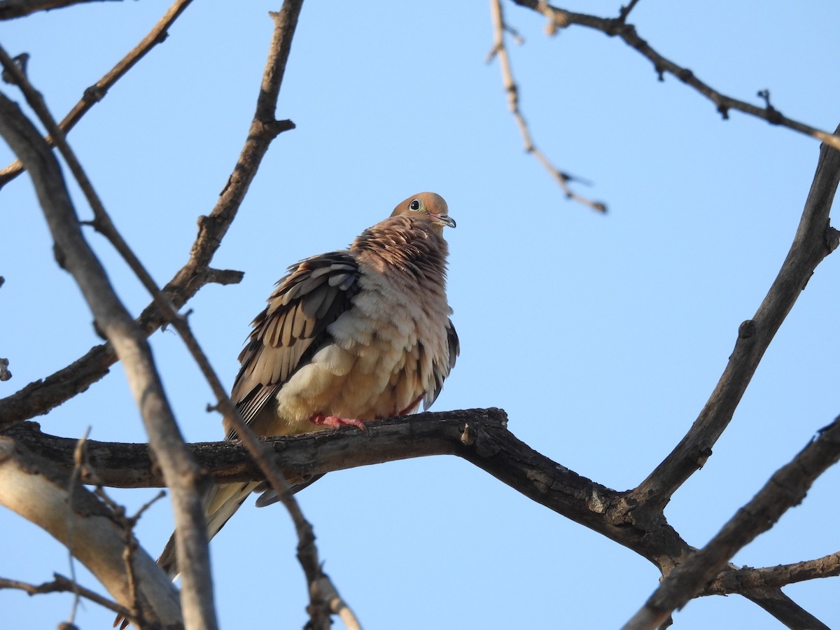 Mourning Dove - ML656180524