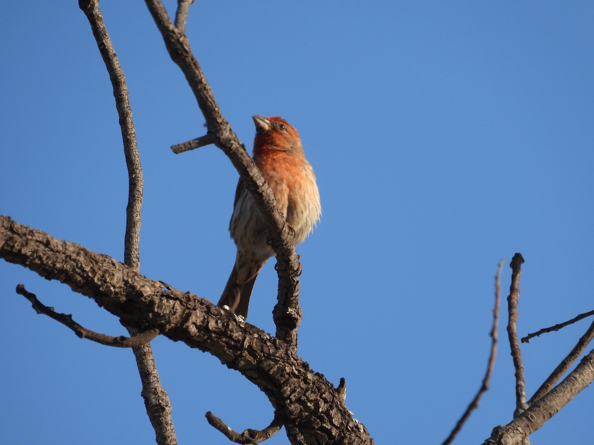 House Finch - ML656180525