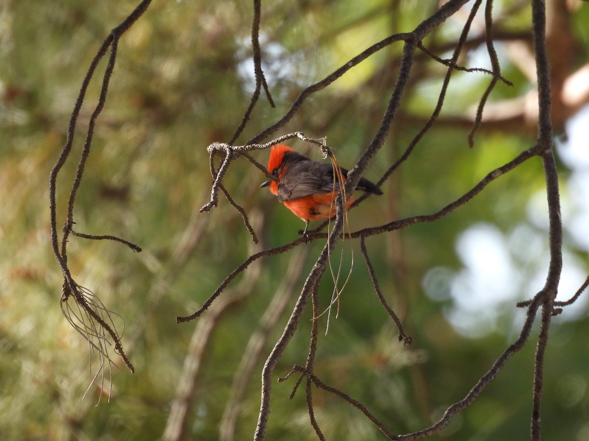 Vermilion Flycatcher - ML656180526