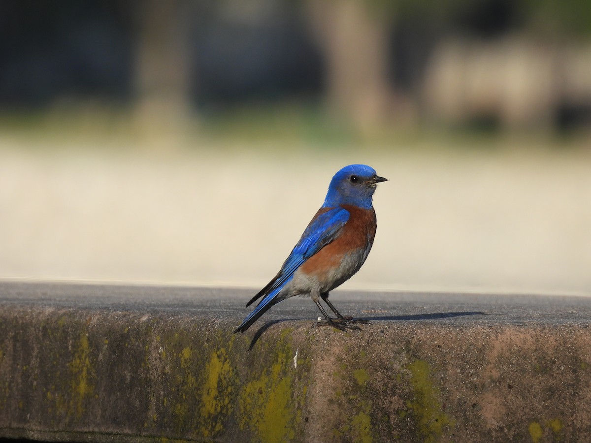 Western Bluebird - ML656180527