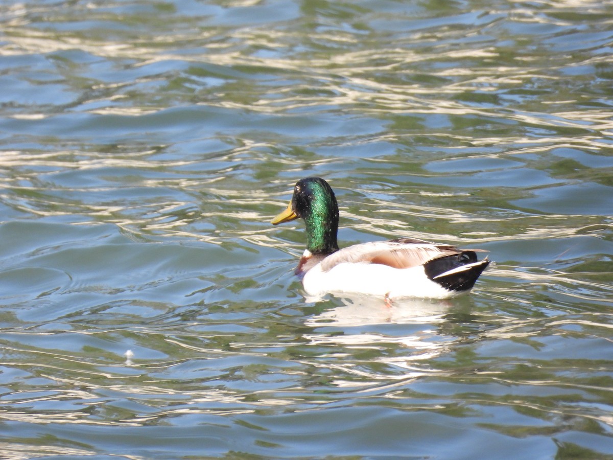 Mallard - ML656180528