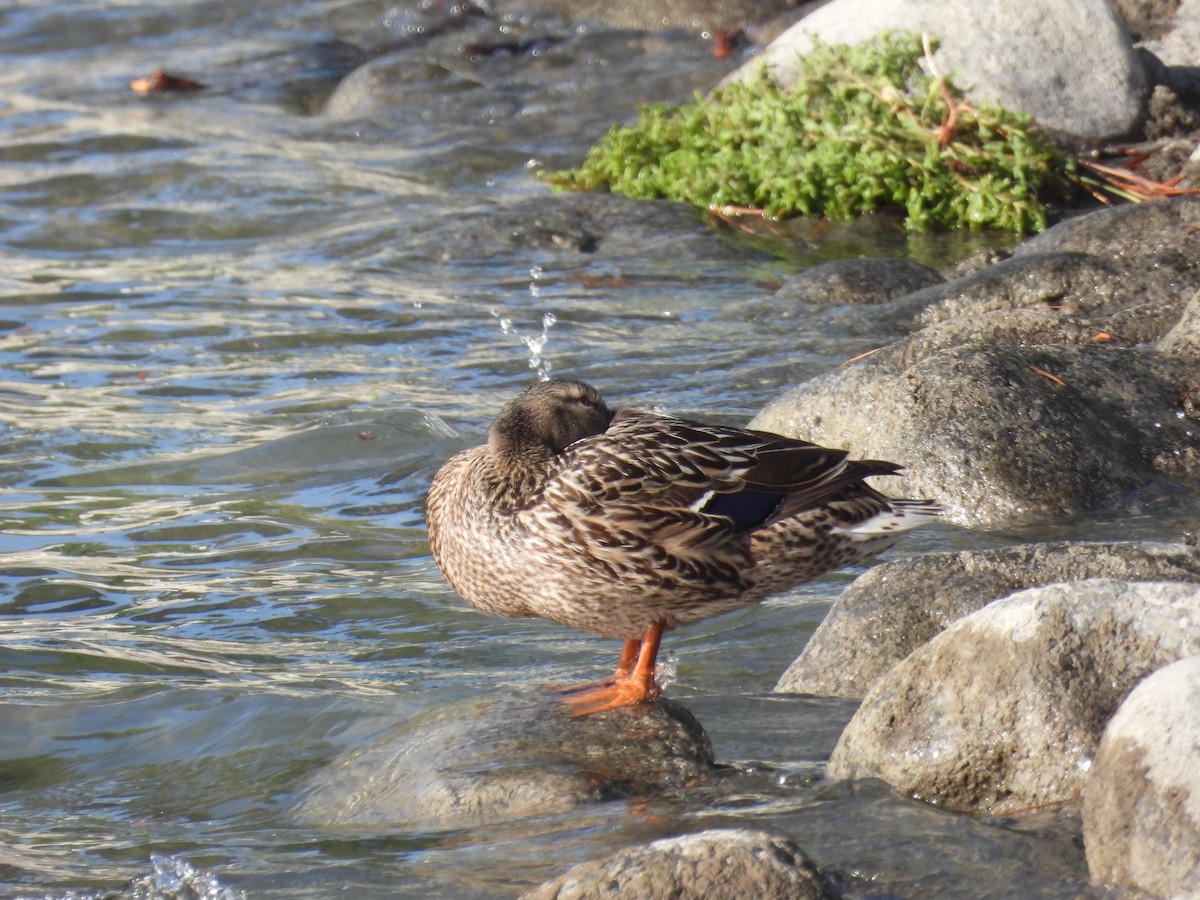 Mallard - ML656180529