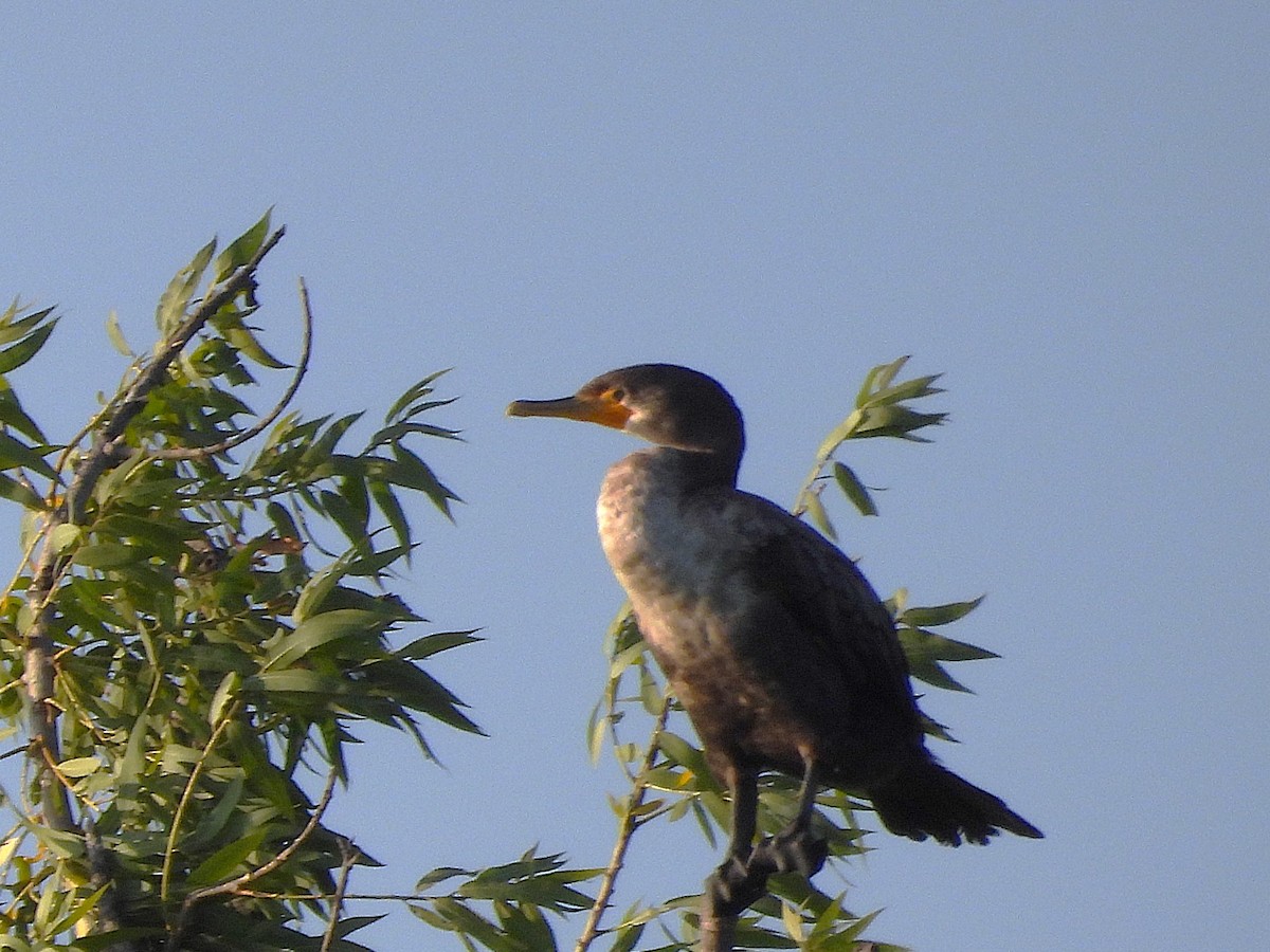 Double-crested Cormorant - ML656180691