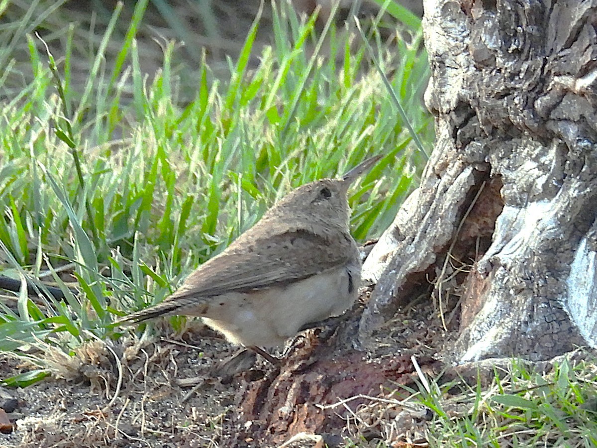 Rock Wren - ML656180692