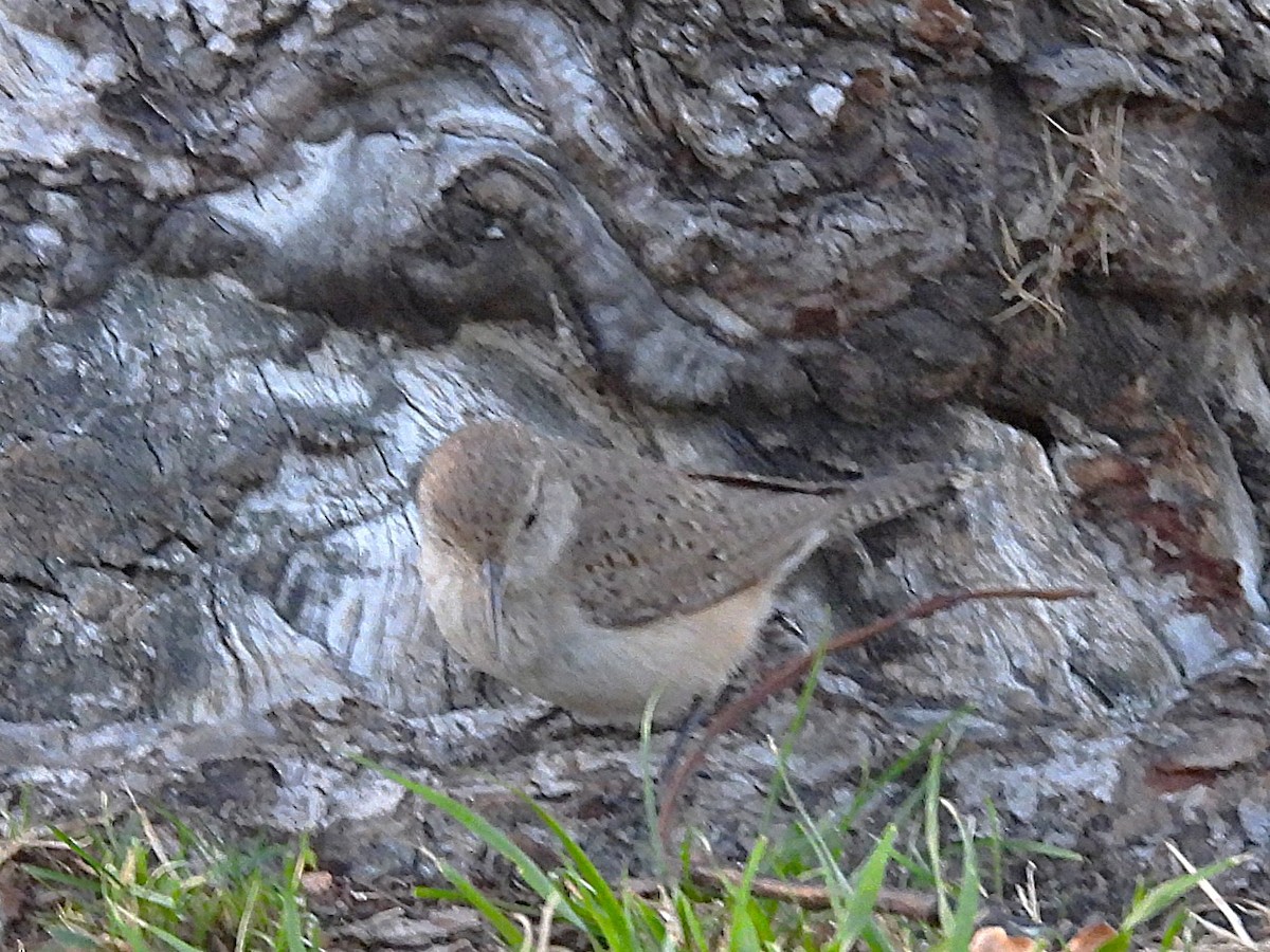 Rock Wren - ML656180693