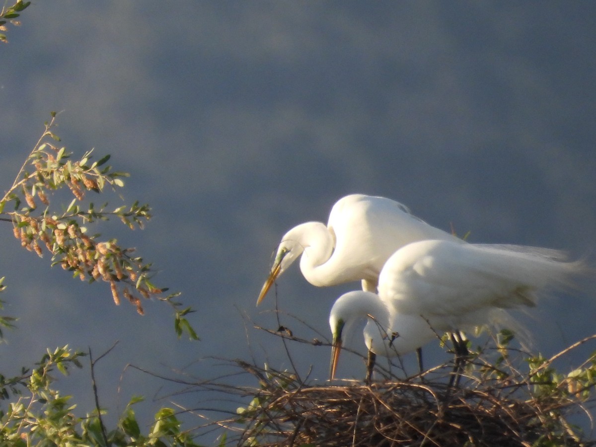 Great Egret - ML656180695
