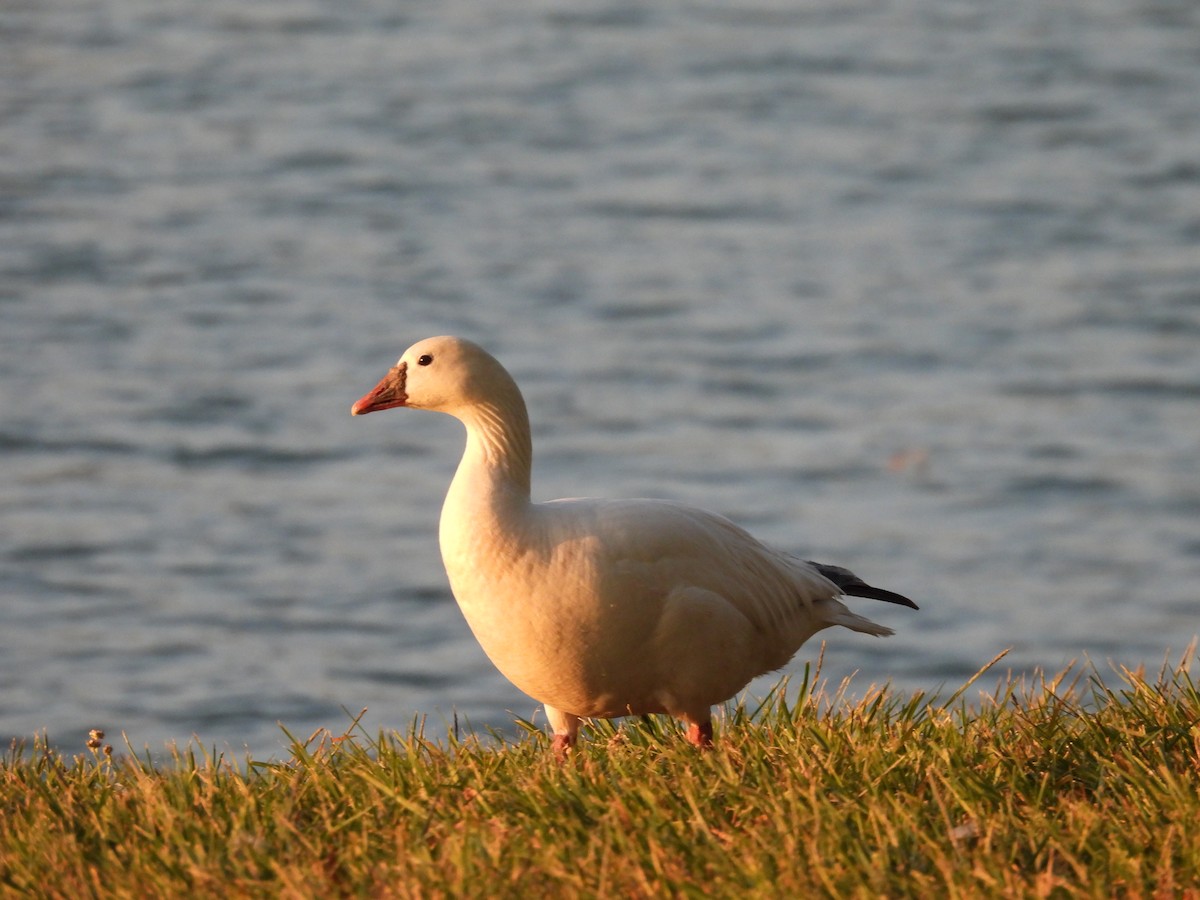 Ross's Goose - ML656180696
