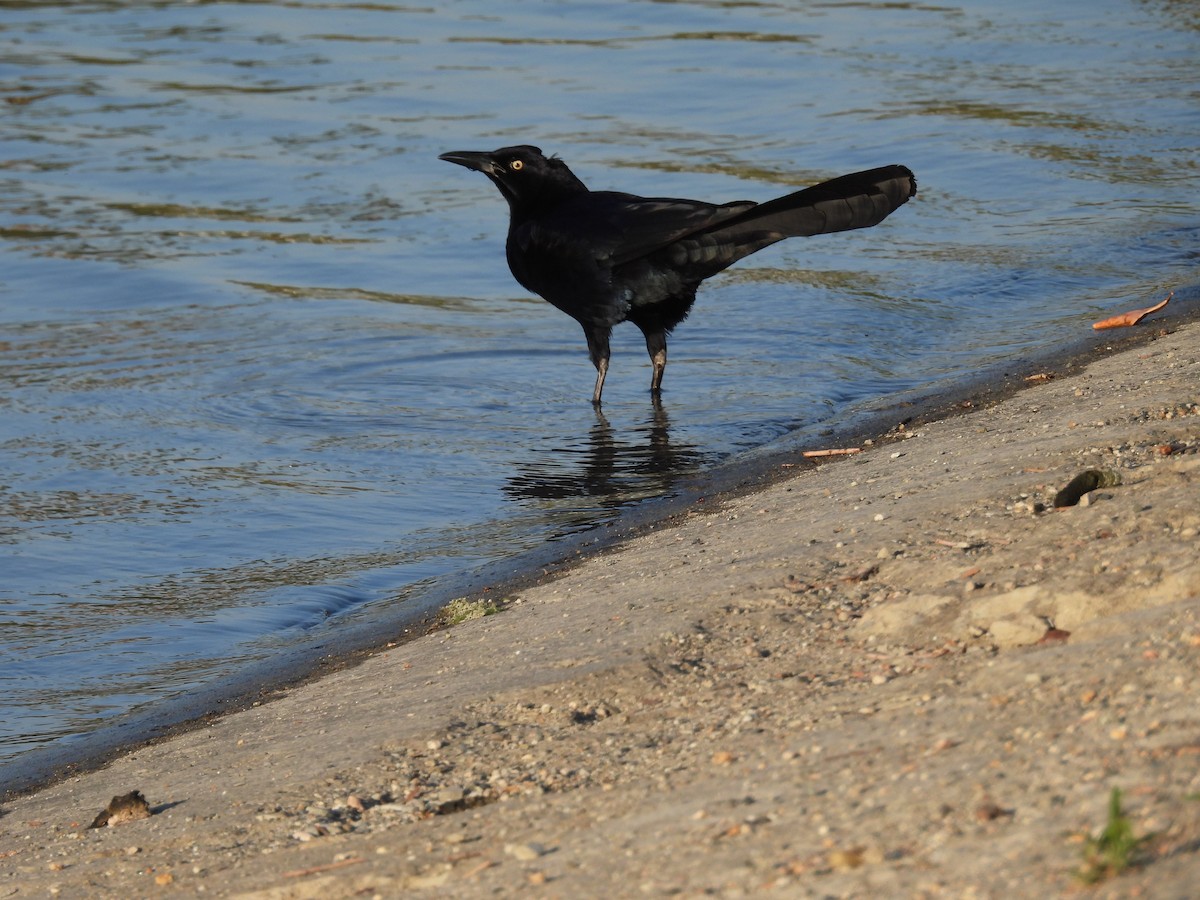 Great-tailed Grackle - ML656180697
