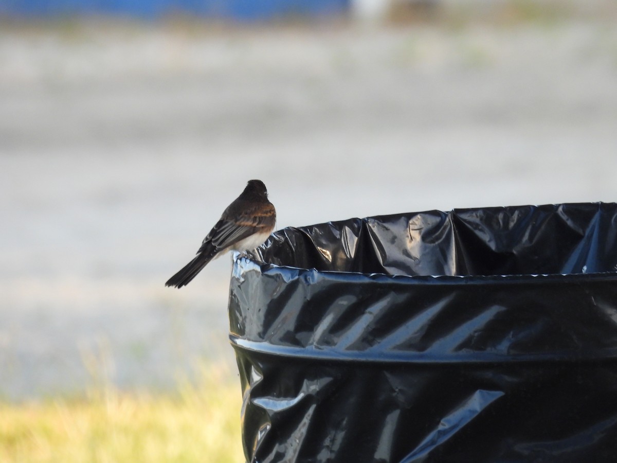 Black Phoebe - ML656180698