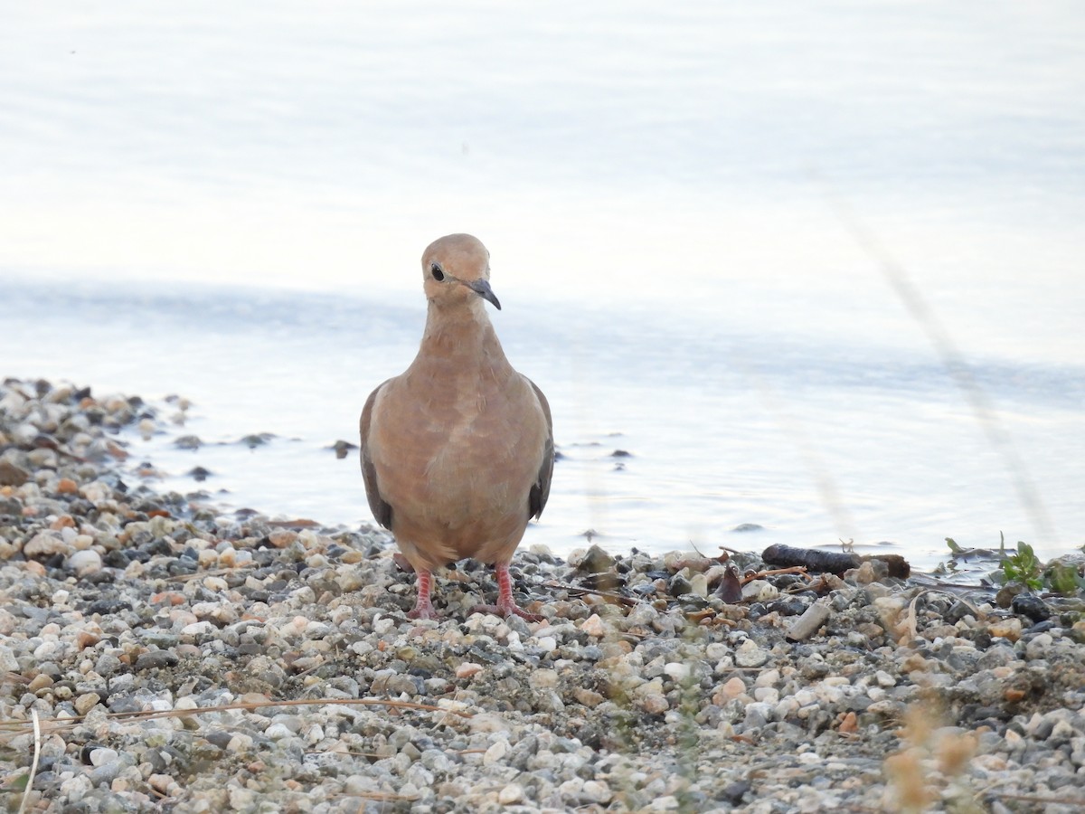 Mourning Dove - ML656180699