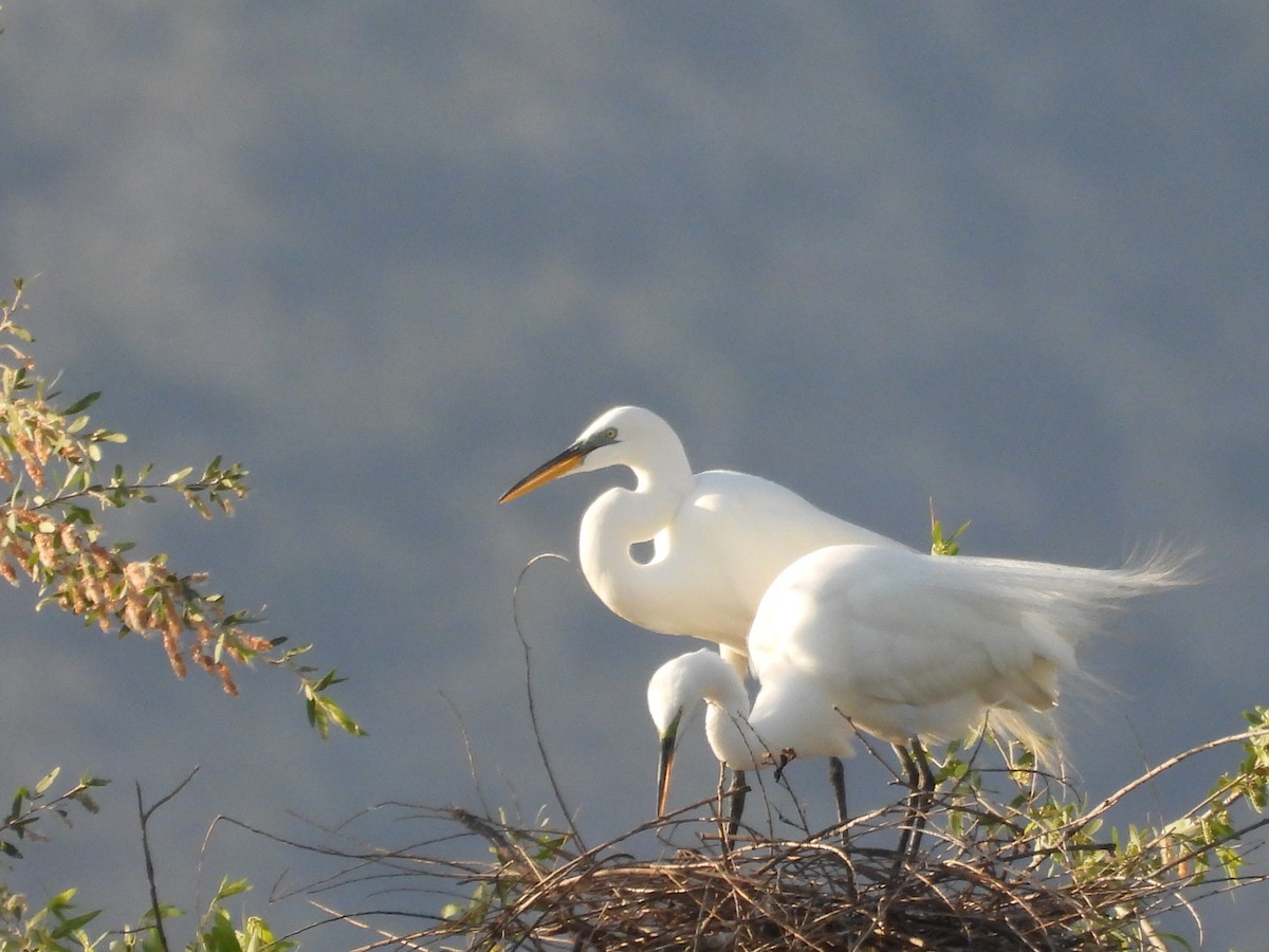 Great Egret - ML656180781