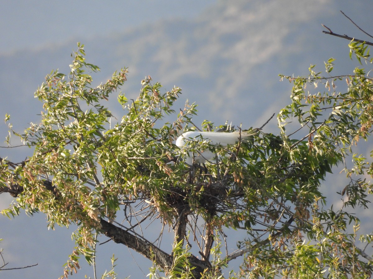 Great Egret - ML656180784